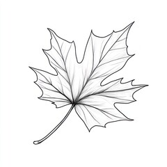 Detailed Line Drawing Of A Single Maple Leaf