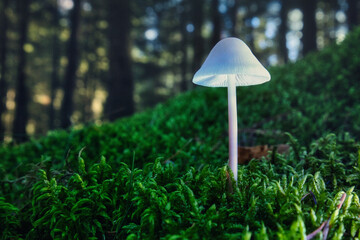 mushroom in the grass