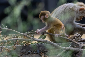Cute baby monkey playing in the indian forest.	
