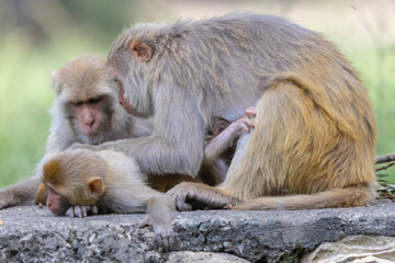 Obraz premium Rhesus macaque (Macaca mulatta) or Indian Monkey in forest with cub.