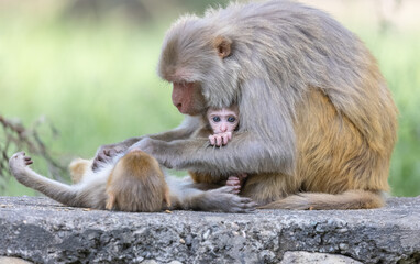 Rhesus macaque (Macaca mulatta) or Indian Monkey in forest with cub.
