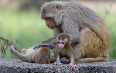 Rhesus macaque (Macaca mulatta) or Indian Monkey in forest with cub.
