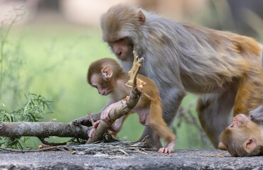 Cute baby monkey playing in the indian forest.	
