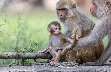 Rhesus macaque (Macaca mulatta) or Indian Monkey in forest with cub.