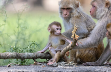 Cute baby monkey playing in the indian forest.	
