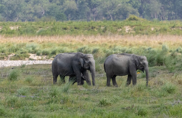 Fototapeta premium Asiatic elephant (Elephas maximus) standing in the grassland at corbett forest.