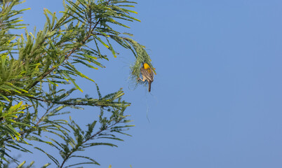 Baya weaver (Ploceus philippinus) bird building nest in the forest.	