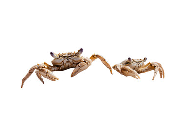Fototapeta premium Fresh Crabs in the Sand Isolated on transparent Background for Use