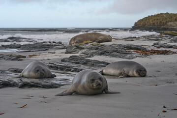 Southern Elephant Seal pups (Mirounga leonina) on a sandy beach on Sealion Island in the Falkland...