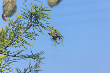 Baya weaver (Ploceus philippinus) bird building nest in the forest.