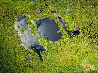 Lake, swamps and forest in summer. Aerial view of nature.