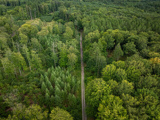 Aerial view of green forest and road.