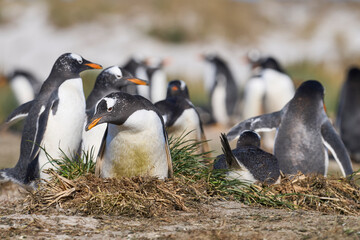 Gentoo Penguin (Pygoscelis papua) colony on Sea Lion Island in the Falkland Islands.