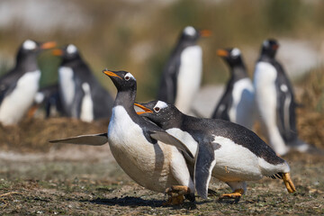 Gentoo Penguins (Pygoscelis papua) squabbling during the breeding season on Sea Lion Island in the Falkland Islands.