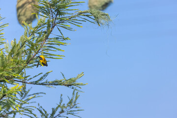 Baya weaver (Ploceus philippinus) bird building nest in the forest.	