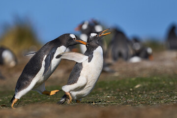 Gentoo Penguins (Pygoscelis papua) squabbling during the breeding season on Sea Lion Island in the Falkland Islands.