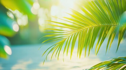 Bright Green Palm Leaves with Soft Sunlight Glow