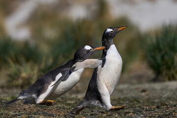 Gentoo Penguins (Pygoscelis papua) squabbling during the breeding season on Sea Lion Island in the Falkland Islands.