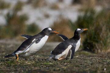 Fototapeta premium Gentoo Penguins (Pygoscelis papua) squabbling during the breeding season on Sea Lion Island in the Falkland Islands.