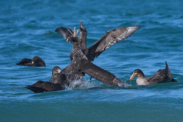 Southern Giant Petrels (Macronectes giganteus) squabbling in the waves along the coast of Sea Lion...