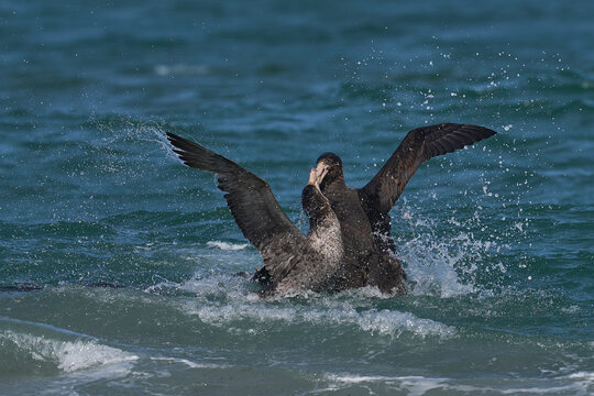 Southern Giant Petrels (Macronectes giganteus) squabbling in the waves along the coast of Sea Lion Island in the Falkland Islands.
