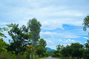 Beautiful landscape with green trees and blue sky