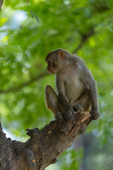 Rhesus macaque (Macaca mulatta) or Indian Monkey in forest with cub.