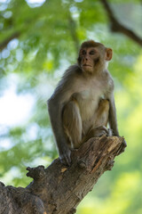 Obraz premium Rhesus macaque (Macaca mulatta) or Indian Monkey in forest with cub.
