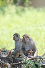 Rhesus macaque (Macaca mulatta) or Indian Monkey in forest with cub.