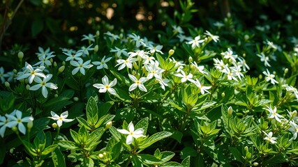 Blooming Green Plants White Flowers - Lush Garden Scene