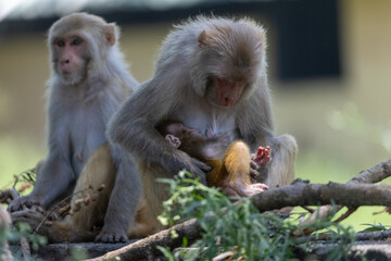 Rhesus macaque (Macaca mulatta) or Indian Monkey in forest with cub.