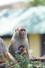Rhesus macaque (Macaca mulatta) or Indian Monkey in forest with cub.