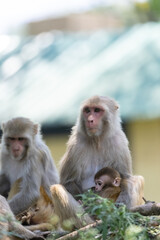 Rhesus macaque (Macaca mulatta) or Indian Monkey in forest with cub.