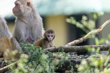 Rhesus macaque (Macaca mulatta) or Indian Monkey in forest with cub.