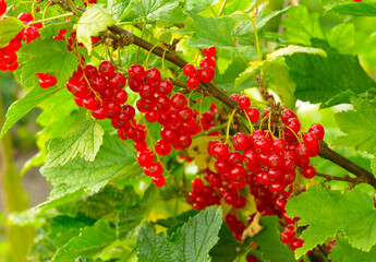 Red currants