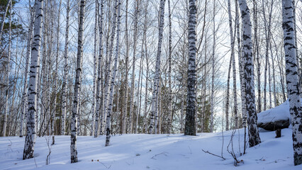 Fototapeta premium Birch forest on sunny winter day. Road to rocks seven brothers and one sister. Walking and active lifestyle