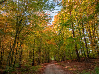 Aerial view of wildlife. Leafy footpath through autumn forest.