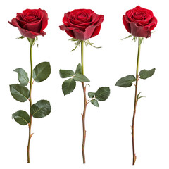 3 red roses with long stems and leaves, isolated on a transparent background png