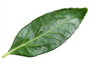 Obraz premium a piece of tea leaf isolated on white background