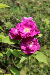 Pink wild rose flowers on a flowerbed in the garden on a sunny day against the background of green bushes - vertical color photo, close-up