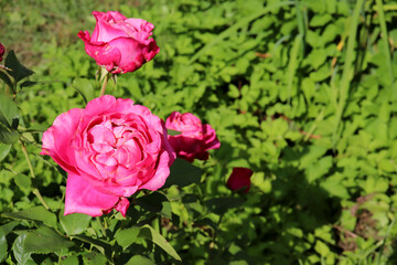 Pink peony roses on a flowerbed in the garden on a sunny day against the background of foliage - horizontal color photo, close-up, top view