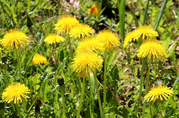 Yellow dandelion flowers with buds in the grass on a sunny day - color horizontal photo, nature background, close-up