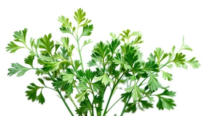 Obraz premium Watercolor Coriander Plant Illustration - Graphic Design for Logo