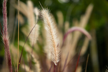 Planting flowers in a garden in the countryside
