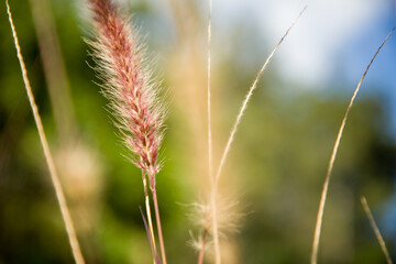 Planting flowers in a garden in the countryside