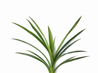 grass isolated on whitePandanus amaryllifolius or Pandan leaves isolated on white background 