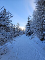 snow covered trees - hiking path through winter landscape