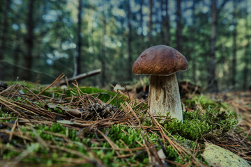 boletus edulis mushroom