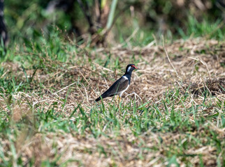 beautiful bird - painted lapwing actively searching for food in natural conditions on a sunny day in Thailand