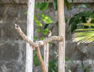beautiful and small bird - rufous-throated sunbird actively searching for food in natural conditions on a sunny day in Thailand